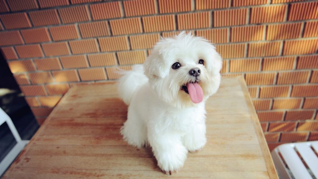 Remember Your Loved Ones (of All Species!) in Your Estate Planning | Fairfax, VA | Call 703-865-6100